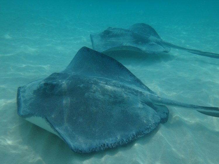 cayman sting rays