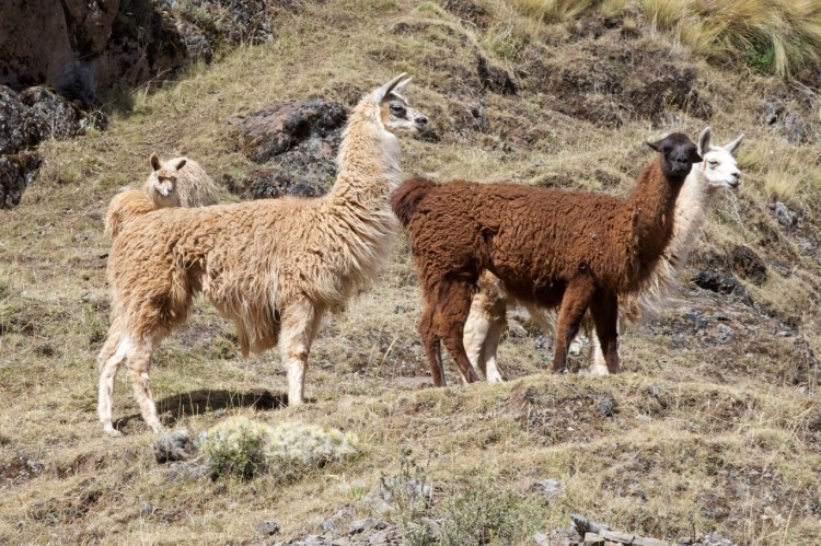 llama