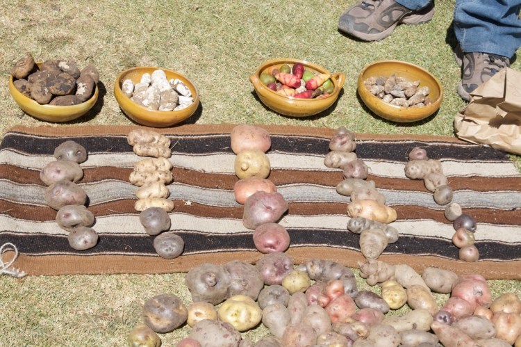 potato_varieties